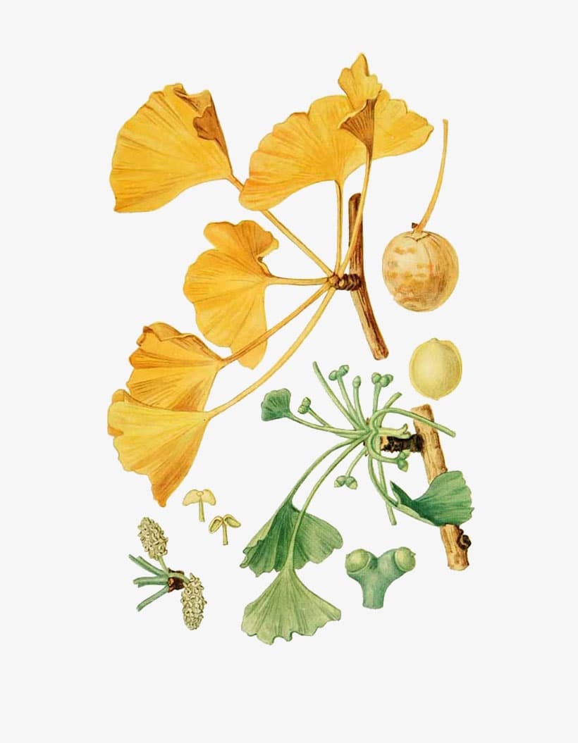 We are all Surrounded by Ghosts: Or, Why We Should Feel Sorry For The Ginkgo Tree. image